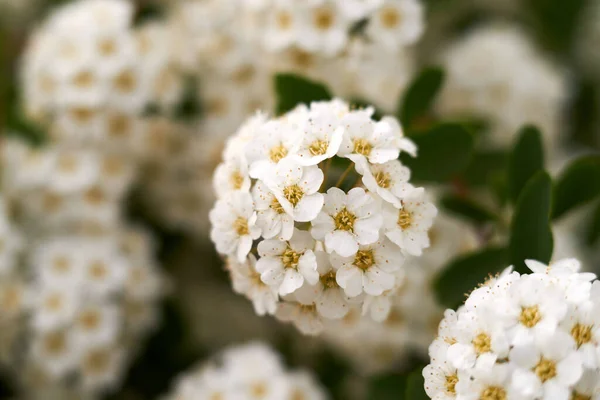 Tatlı Alyssum Bahçede Çiçek Açıyor — Stok fotoğraf