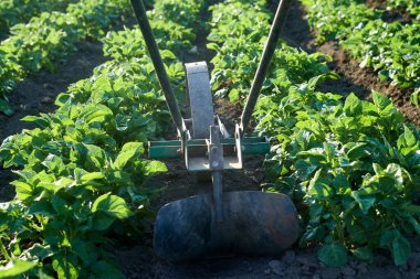 Mayısta manuel ekicinin ve taze patateslerin fotoğrafı.