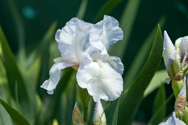 Weiße Iris Albicans Meinem Garten Natürlicher Hintergrund — Stockfoto