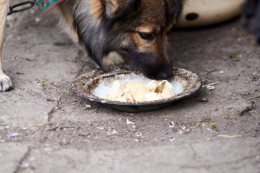 Genç köpek bir kaseden ekmek yiyor.