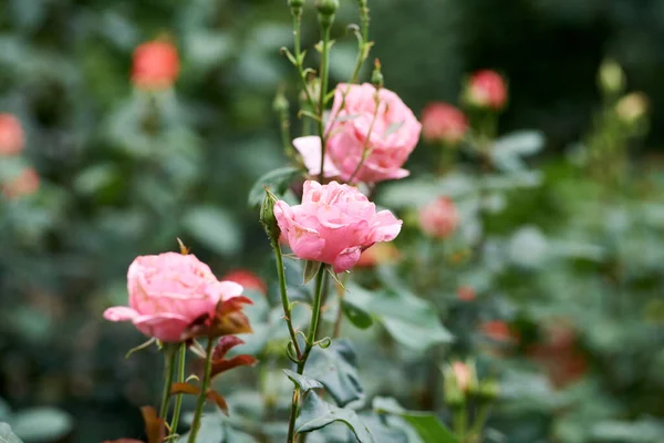 Bush Piękne Kwitnące Różowe Róże Ogrodzie — Zdjęcie stockowe