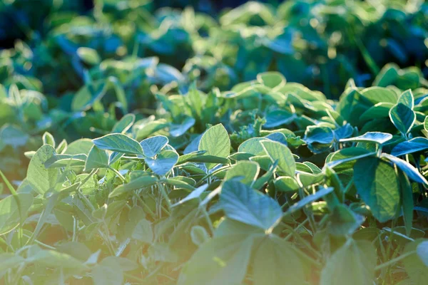 Young Soybeans Rays Evening Sun — Stock Photo, Image