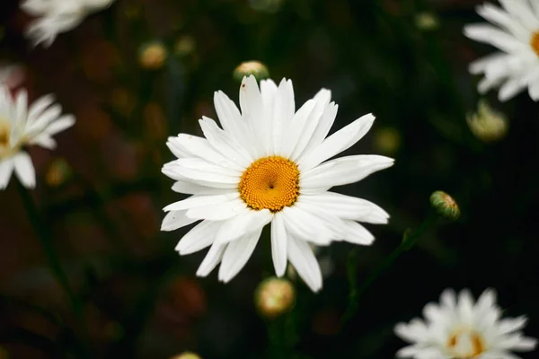 Camomille Blanche Fleurissant Dans Mon Jardin — Photo