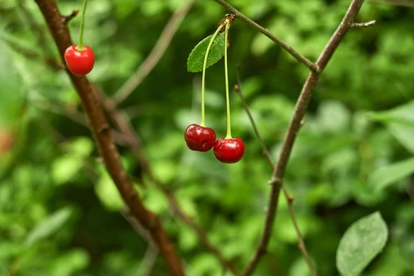 Ciliegie Rosse Maturano Sull Albero Durante Stagione Calda — Foto Stock