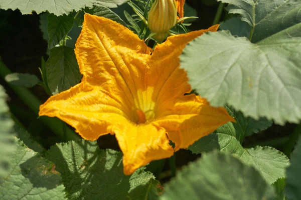 Жовта Гарбузова Квітка Дворі — стокове фото
