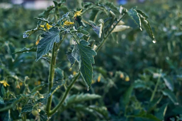 Tomato Stalks Evening Irrigation Natural Background — ストック写真