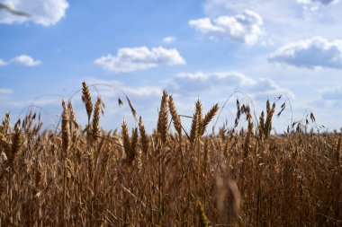 Sarı buğday başakları ve bulutlardaki gökyüzü