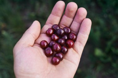 Avucunun içinde olgun kırmızı kirazlar