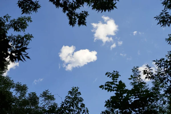 Małe Białe Chmury Gałęzie Drzew Parku — Zdjęcie stockowe