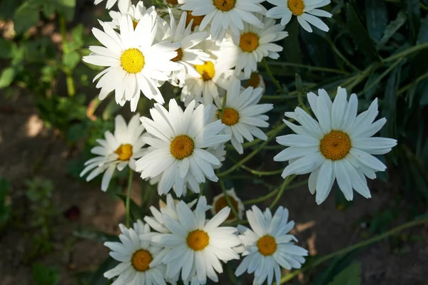 Bush White Daisies Bloomed July — 스톡 사진