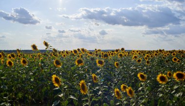 Temmuz 'da ayçiçeği tarlası ve bulutlu gökyüzü