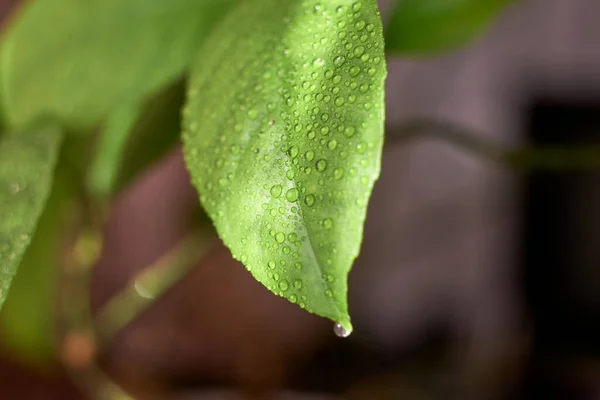 Small Droplets Water Green Lemon Leaf — Foto Stock