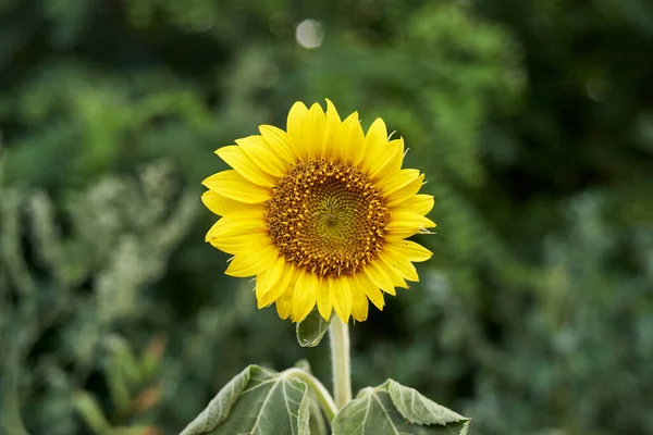 Small Yellow Sunflower Blooming Field — Photo