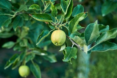 Temmuzda ağaçta yeşil elma olgunlaşır