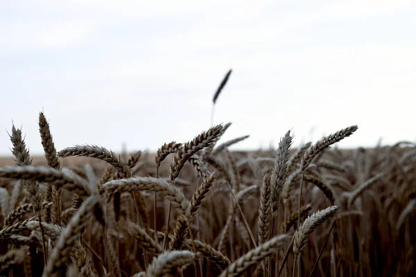 Photo Yellow Spikelets Wheat Field July — Stockfoto