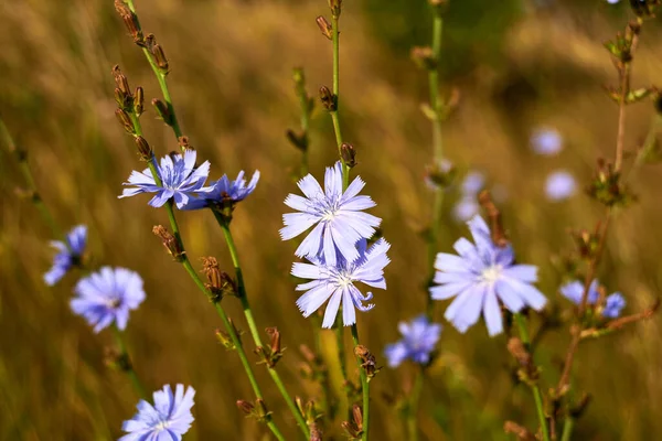 Chicory Flowers Blooming Meadow — Stockfoto