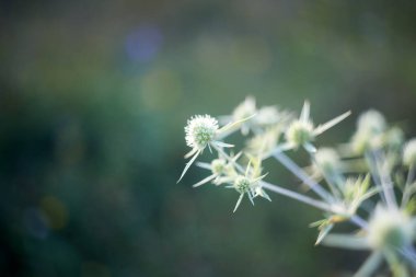 Bulanık arkaplanda yeşil dikenli otun fotoğrafı