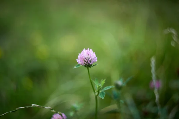 Clover Flower Blurred Green Background — Foto Stock
