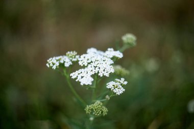 Ajowan yeşilliğin arka planına karşı beyaz bir tarla çiçeği