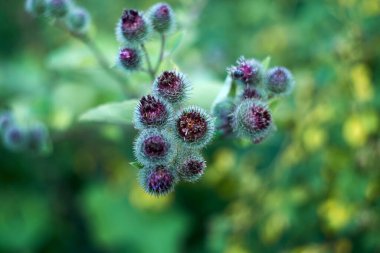 Genç yeşil devedikenleri temmuzda çiçek açıyor.