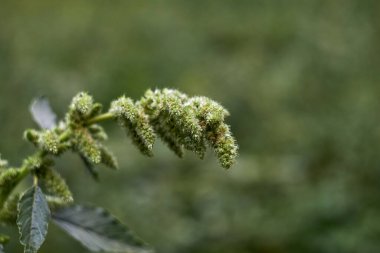 Photo of amaranth stalk in the garden, August