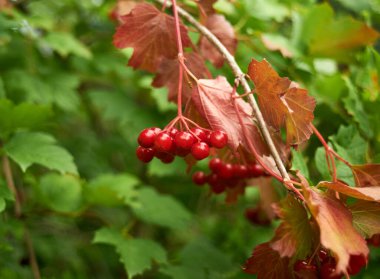 Bunches of red viburnum on branches in August