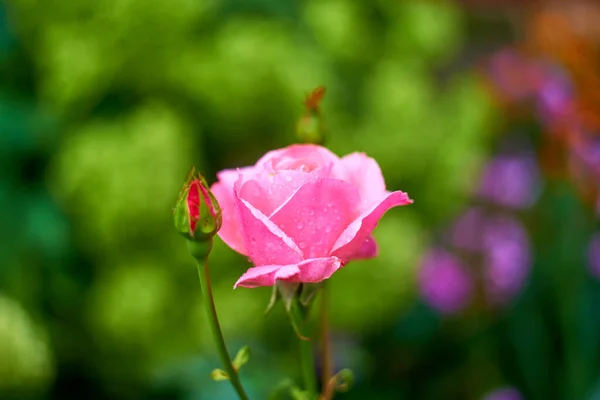 Ροζ Τριαντάφυλλο Ανθίζει Στον Κήπο Φυσικό Περιβάλλον — Φωτογραφία Αρχείου