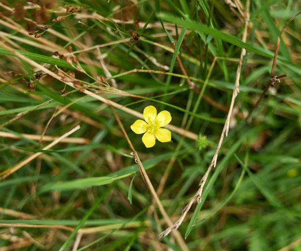 Small Yellow Flower Green Grass — Foto de Stock
