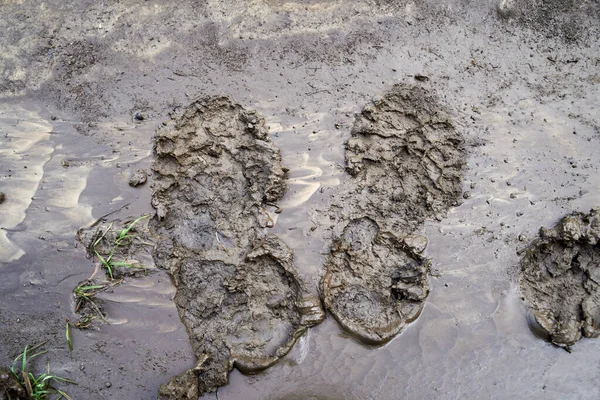 Photo Footprints Road Rain — Stockfoto