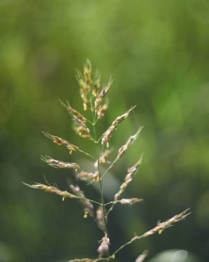 A stalk of sorghum on blurred background in August