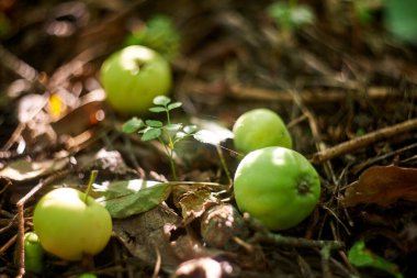 Some apples on the ground on sunlight