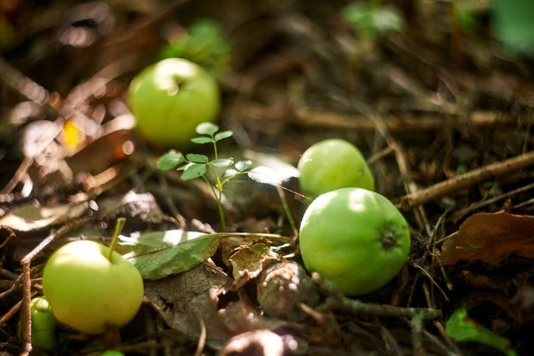 Some apples on the ground on sunlight