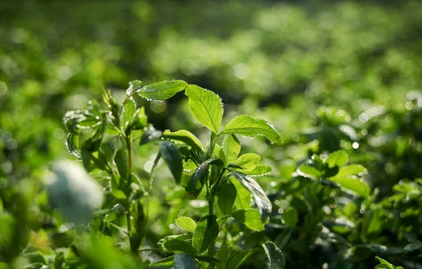 Groene Alfalfa Een Zonnige Ochtend Natuurlijke Achtergrond — Stockfoto