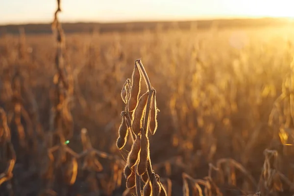 Photo of soybean field in the evening sunlight in October