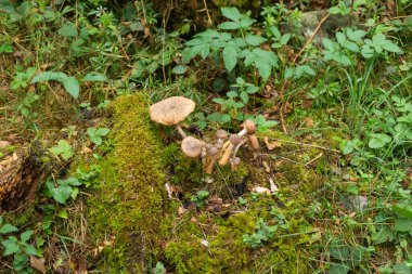 Büyük kapaklı mantarlar ve bitki örtüsü arasında uzun saplar.