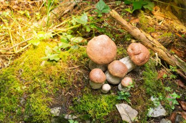 Bitkiler arasında çok büyük kahverengi ve beyaz mantarlara yakın çekim