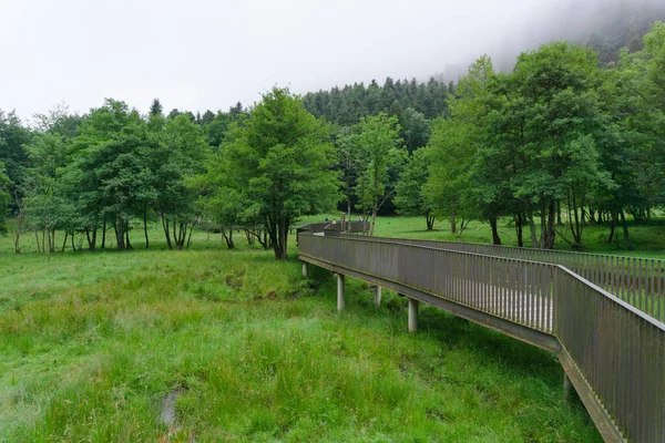 Pasarela Con Barandilla Sobre Lago Medio Bosque Verde — Foto de Stock