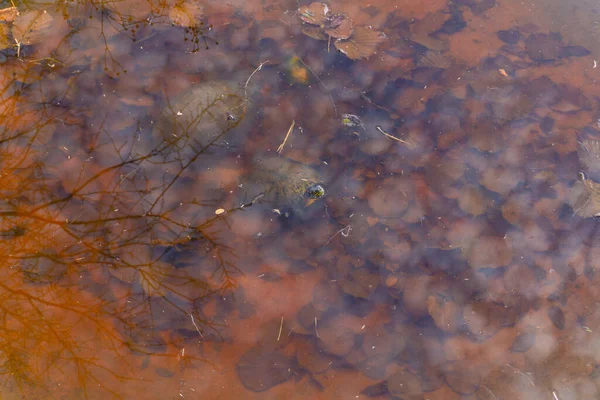 나뭇잎 연못에 거북이 Turtles Trachemys Scripta Elegans — 스톡 사진