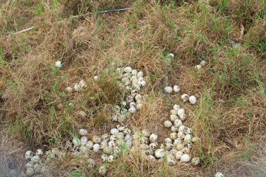 Bitkiler arasında geçmiş bıldırcın yumurtalarına yakın çekim