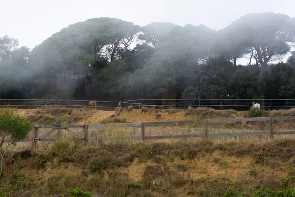 Пейзаж Конюшни Посреди Леса Густым Туманом — стоковое фото