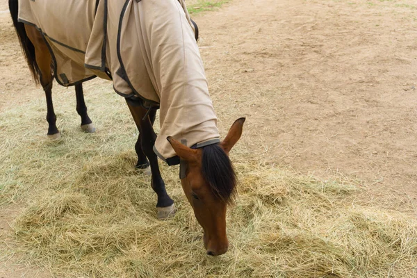 Blick Auf Ein Pferd Das Mit Einem Tuch Gegen Die — Stockfoto