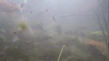 Gölün dibindeki sazan balığı ve diğer balıkların sualtı manzarası.