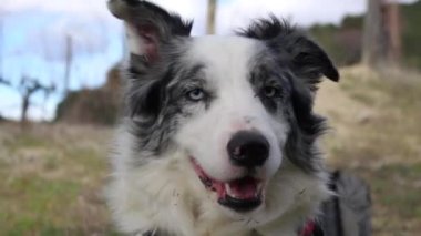 Tarlada mavi gözlü bir çoban köpeğinin yakın çekimi.