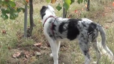 Bir tarlada üzüm bağlarında yürüyen genç bir çoban köpeği.