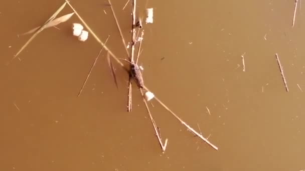 Rat Wandelen Een Riet Vangen Brood Omringd Door Schildpadden — Stockvideo