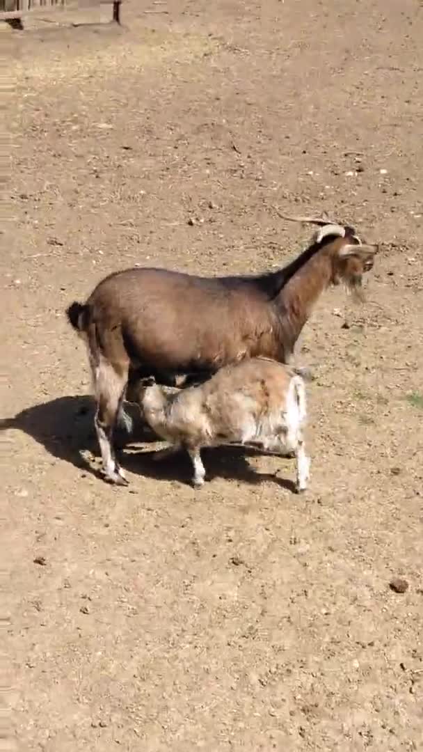 Cabra Bebé Comiendo Leche Muy Fuerte Madre — Vídeos de Stock