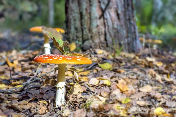 Yellow amanita in forest — Stock Photo, Image