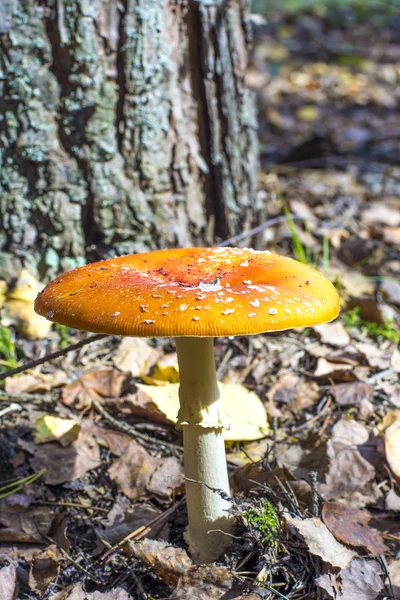 Yellow amanita in forest, vertical. — Stock Photo, Image