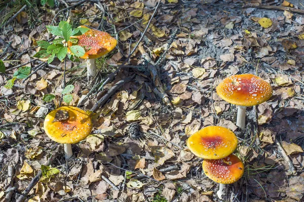 Group of toadstools in forest, upper view. — Stock Photo, Image