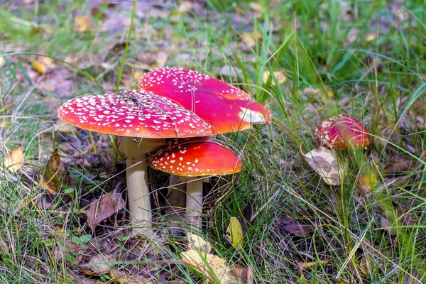 Group of red toadstools in grass. — Stock Photo, Image